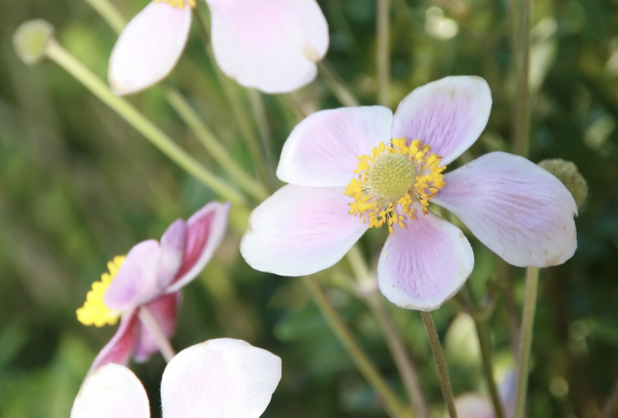 Sasanka hupejská 'Splendens' - Anemone hupehensis 'Splendens'