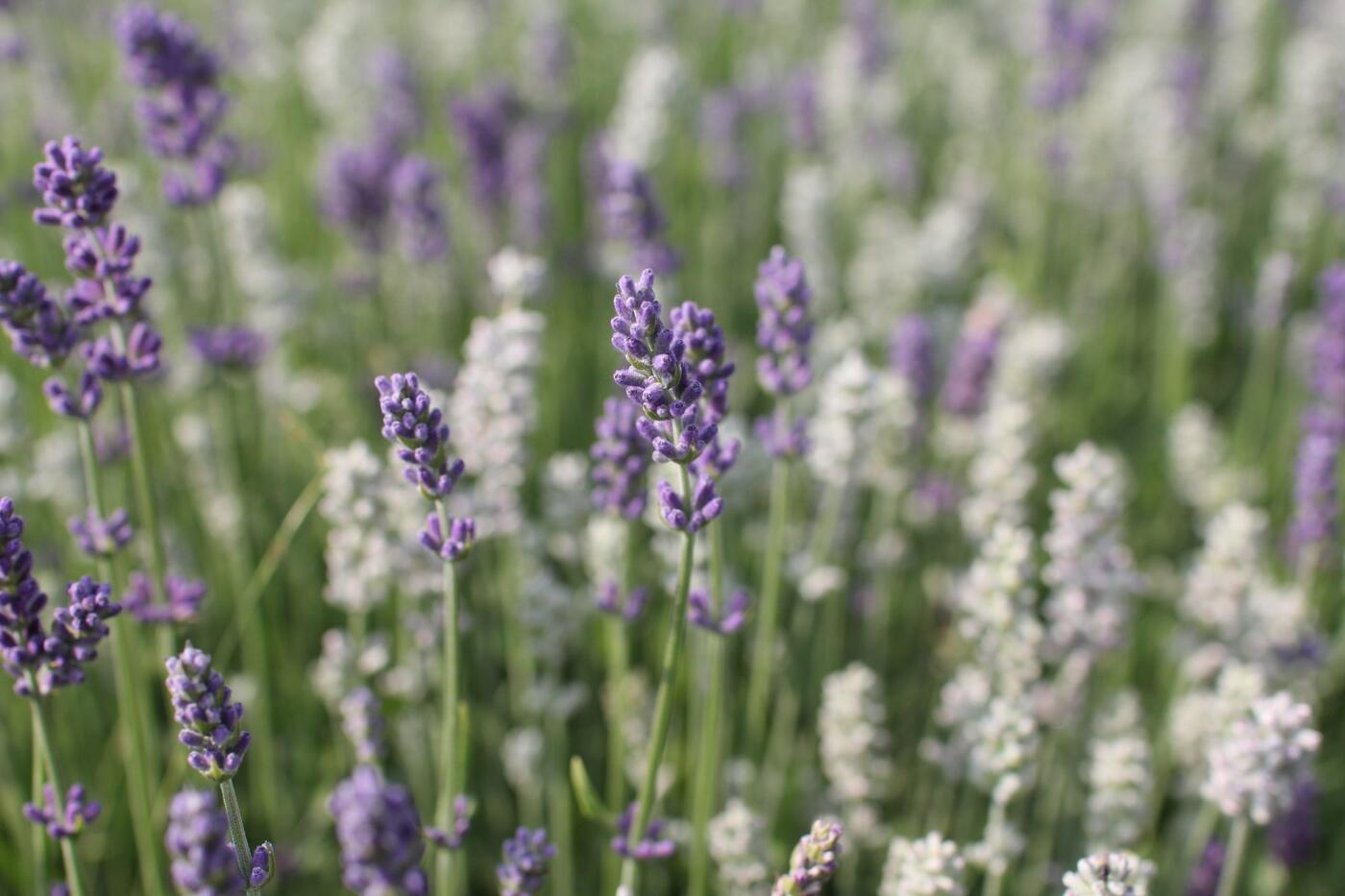 Lavandula angustifolia ''Lamorosia Duo Summer''_04