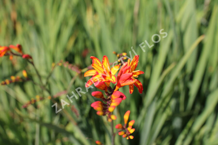 Křešina, montbrécie 'Firestars' - Crocosmia 'Firestars'