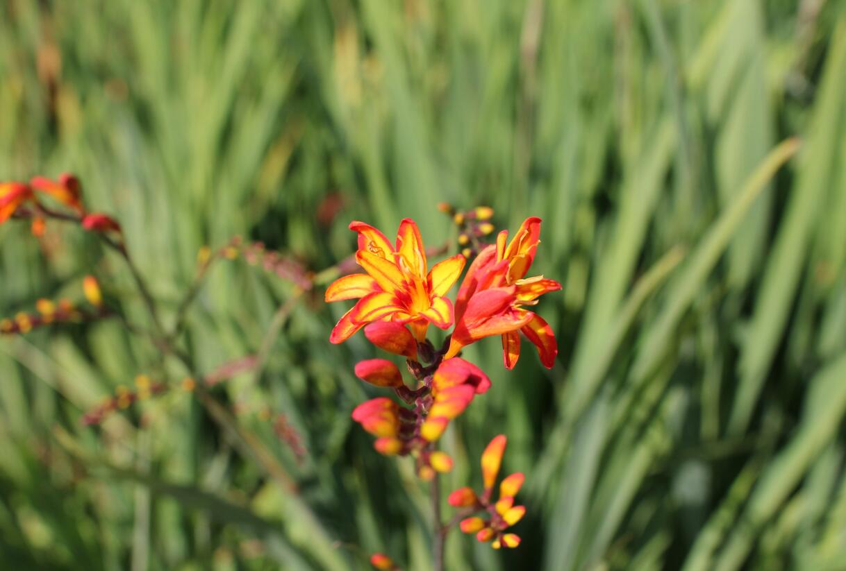 Křešina, montbrécie 'Firestars' - Crocosmia 'Firestars'