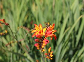 Křešina, montbrécie 'Firestars' - Crocosmia 'Firestars'