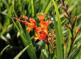 Křešina, montbrécie 'Firestars' - Crocosmia 'Firestars'