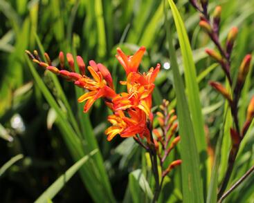 Křešina, montbrécie 'Firestars'