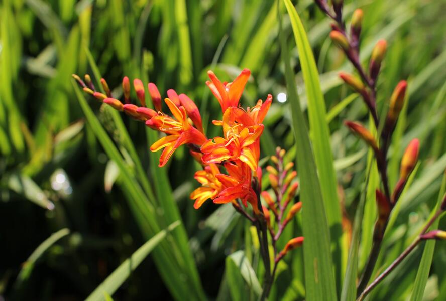 Křešina, montbrécie 'Firestars' - Crocosmia 'Firestars'