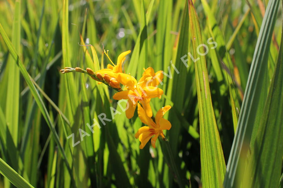 Křešina, montbrécie 'Hot Spot' - Crocosmia 'Hot Spot'