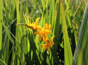 Křešina, montbrécie 'Hot Spot' - Crocosmia Firestars Hot Spot'
