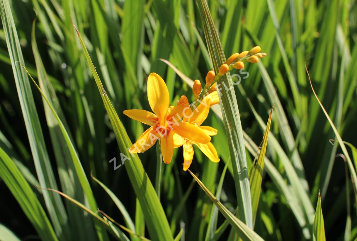 Křešina, montbrécie 'Hot Spot' - Crocosmia Firestars Hot Spot'