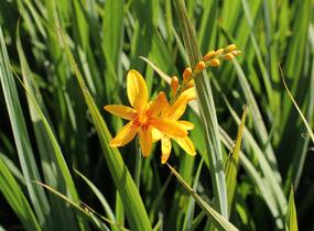 Křešina, montbrécie 'Hot Spot' - Crocosmia Firestars Hot Spot'