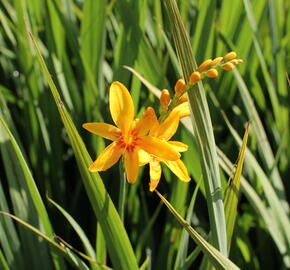 Křešina, montbrécie 'Hot Spot' - Crocosmia 'Hot Spot'