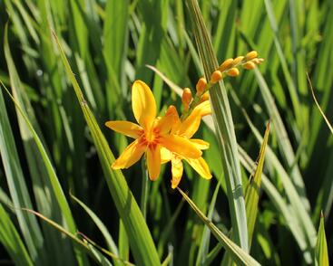 Křešina, montbrécie 'Hot Spot'