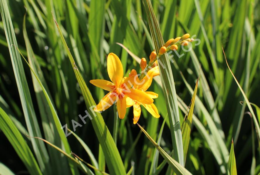 Křešina, montbrécie 'Hot Spot' - Crocosmia Firestars Hot Spot'