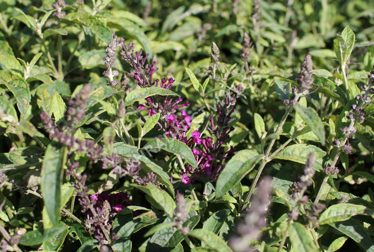 Motýlí keř, Komule Davidova 'Summer Bird Magenta' - Buddleja davidii 'Summer Bird Magenta'