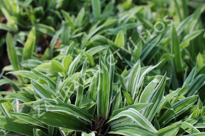 Ostřice 'Treasure Island' - Carex ciliatomarginata 'Treasure Island'