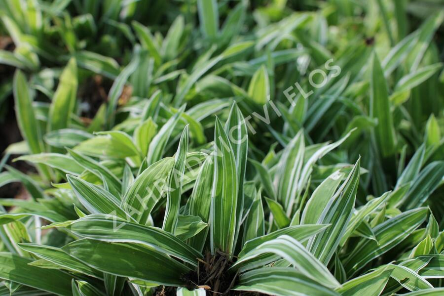 Ostřice 'Treasure Island' - Carex ciliatomarginata 'Treasure Island'