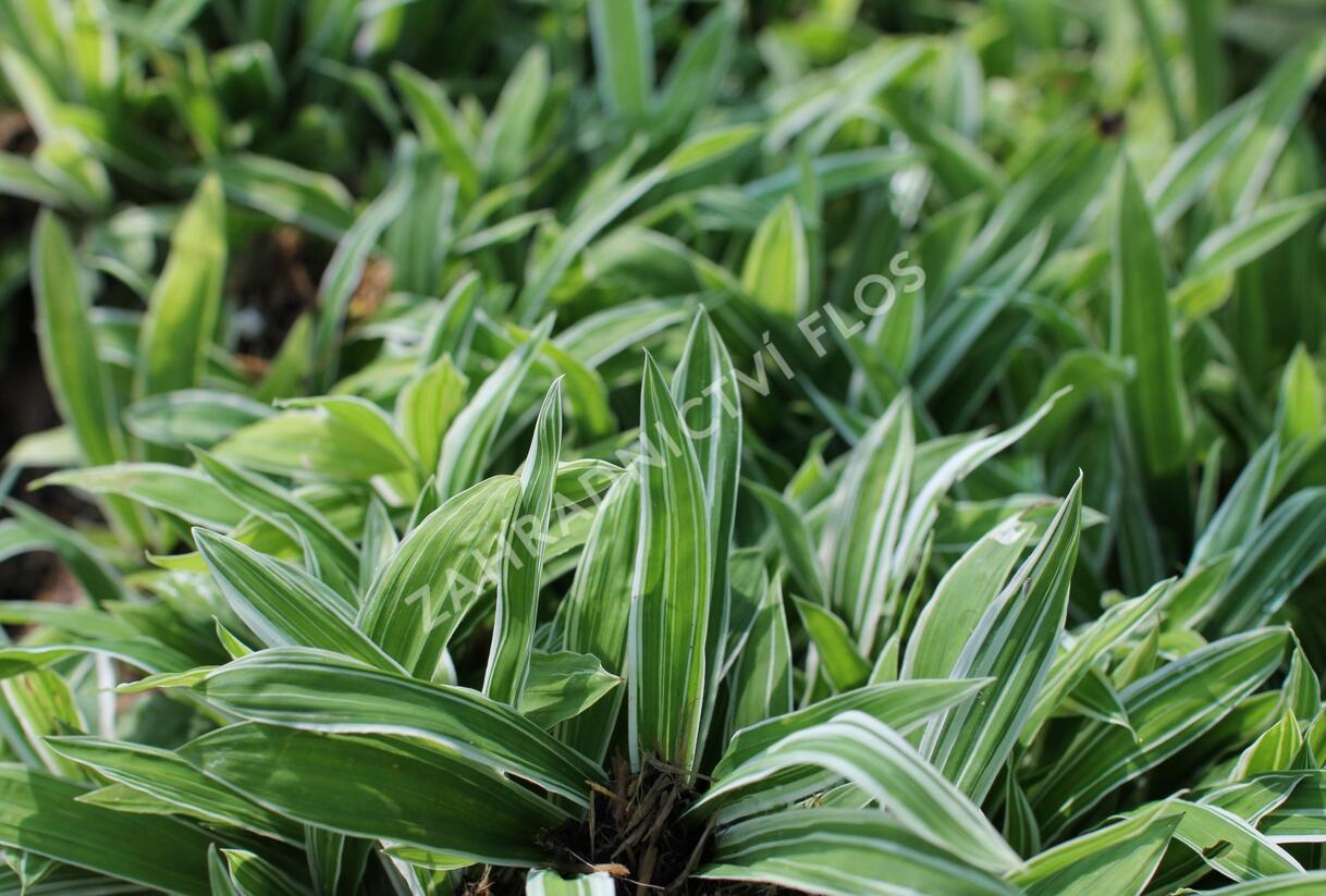 Ostřice 'Treasure Island' - Carex ciliatomarginata 'Treasure Island'