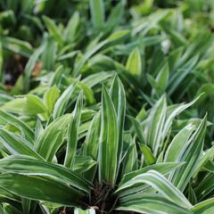 Ostřice 'Treasure Island' - Carex ciliatomarginata 'Treasure Island'