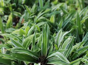 Ostřice 'Treasure Island' - Carex ciliatomarginata 'Treasure Island'
