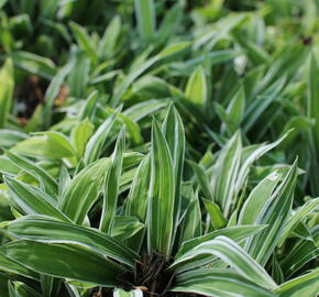Ostřice 'Treasure Island' - Carex ciliatomarginata 'Treasure Island'