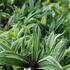 Carex ciliatomarginata 'Treasure Island'.JPG