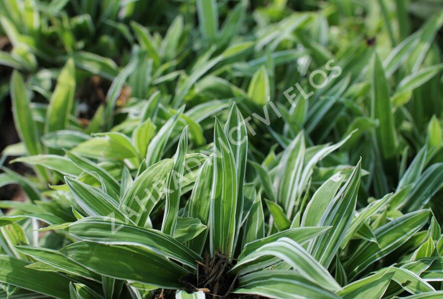 Ostřice 'Treasure Island' - Carex ciliatomarginata 'Treasure Island'