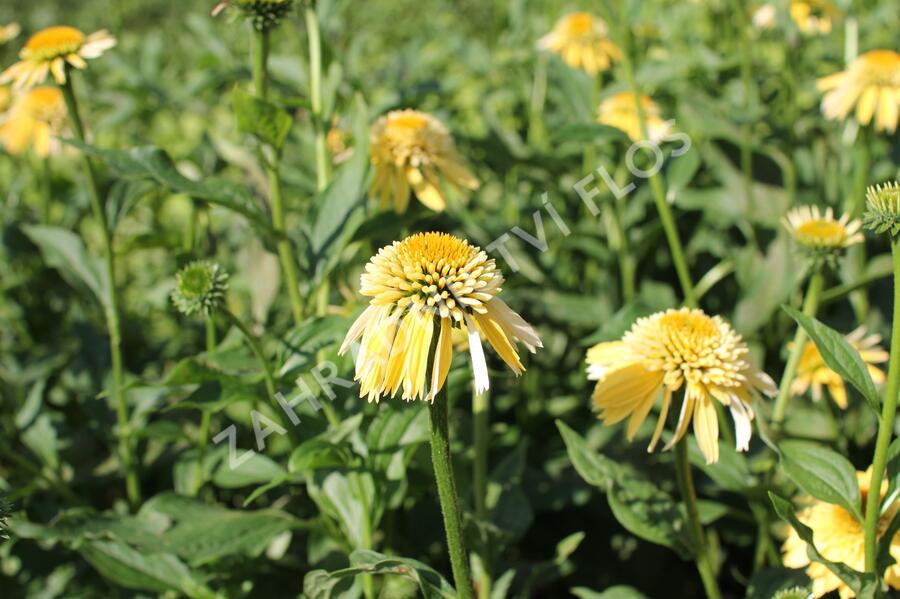 Třapatkovka nachová 'Eccentic Yellow' - Echinacea purpurea 'Eccentric Yellow'
