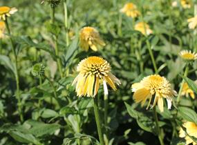 Třapatkovka nachová 'Eccentic Yellow' - Echinacea purpurea 'Eccentric Yellow'