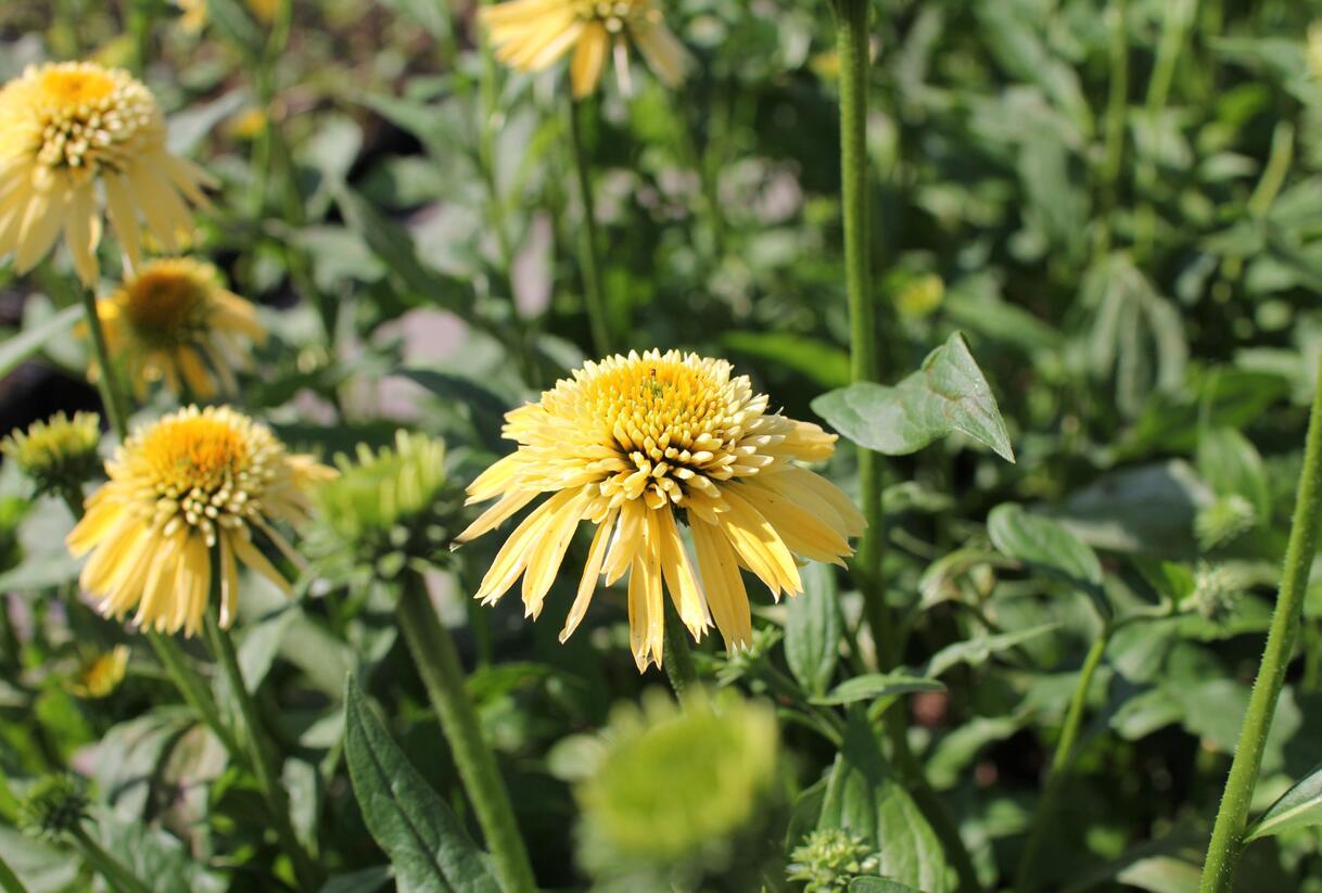 Třapatkovka nachová 'Eccentic Yellow' - Echinacea purpurea 'Eccentric Yellow'