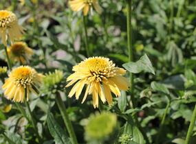 Třapatkovka nachová 'Eccentic Yellow' - Echinacea purpurea 'Eccentric Yellow'