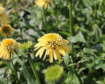 Třapatkovka nachová 'Eccentic Yellow'