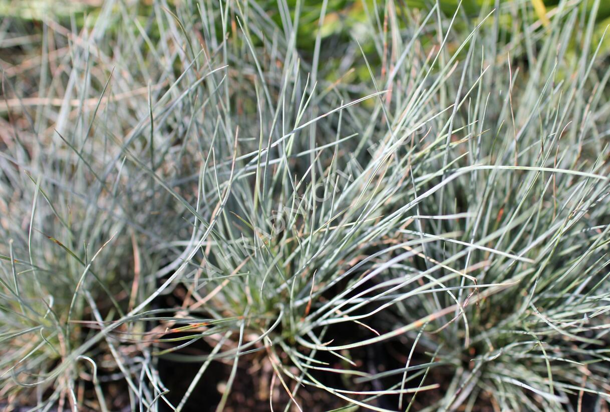 Kostřava popelavá 'Festina' - Festuca cinerea 'Festina'