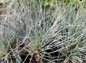 Kostřava popelavá 'Festina' - Festuca cinerea 'Festina'