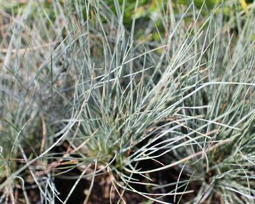 Kostřava popelavá 'Festina'