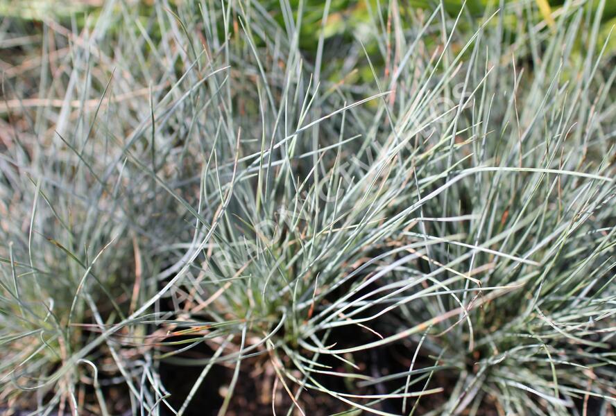 Kostřava popelavá 'Festina' - Festuca cinerea 'Festina'