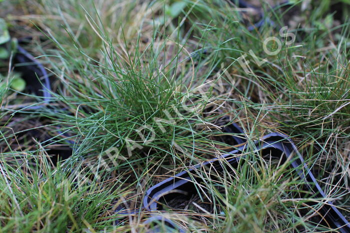 Kostřava metlovitá 'Teddybär' - Festuca gautieri 'Teddybär'