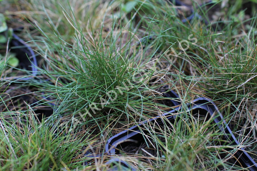 Kostřava metlovitá 'Teddybär' - Festuca gautieri 'Teddybär'