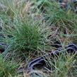 Kostřava metlovitá 'Teddybär' - Festuca gautieri 'Teddybär'