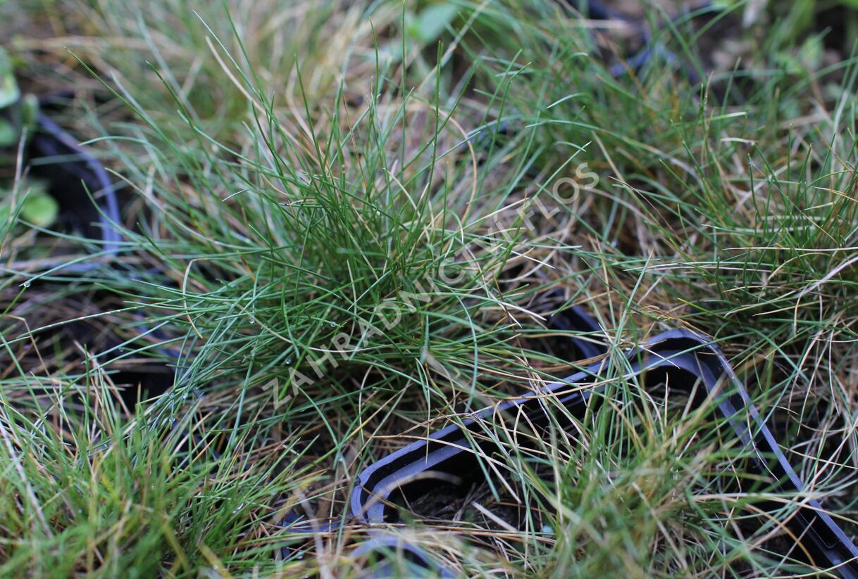 Kostřava metlovitá 'Teddybär' - Festuca gautieri 'Teddybär'
