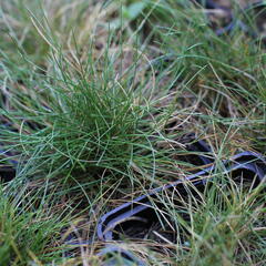 Kostřava metlovitá 'Teddybär' - Festuca gautieri 'Teddybär'