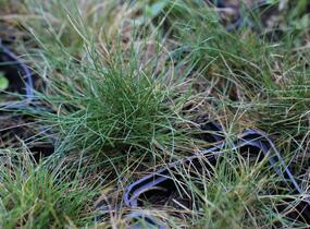Kostřava metlovitá 'Teddybär' - Festuca gautieri 'Teddybär'