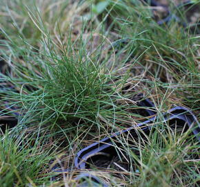 Kostřava metlovitá 'Teddybär' - Festuca gautieri 'Teddybär'