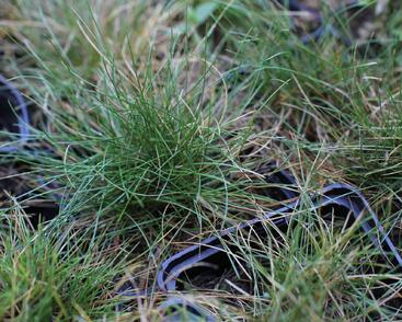 Kostřava metlovitá 'Teddybär'