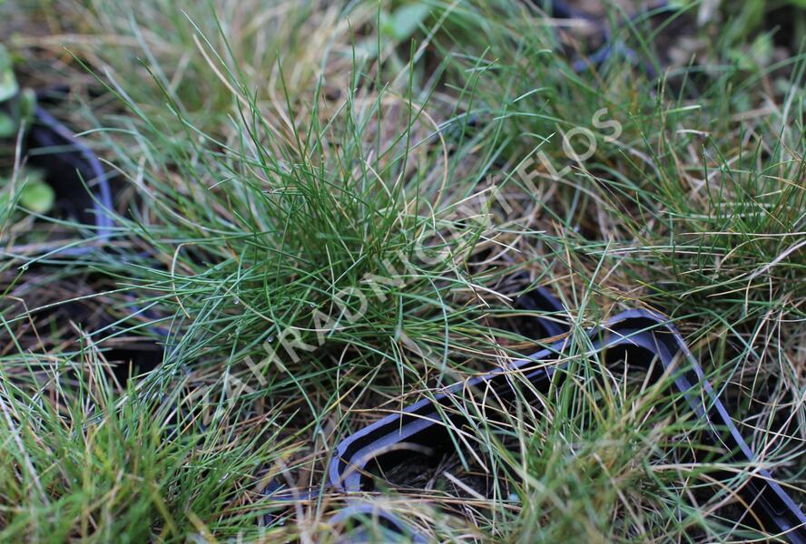 Kostřava metlovitá 'Teddybär' - Festuca gautieri 'Teddybär'