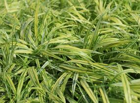 Rákosník japonský 'Naomi' - Hakonechloa macra 'Naomi'