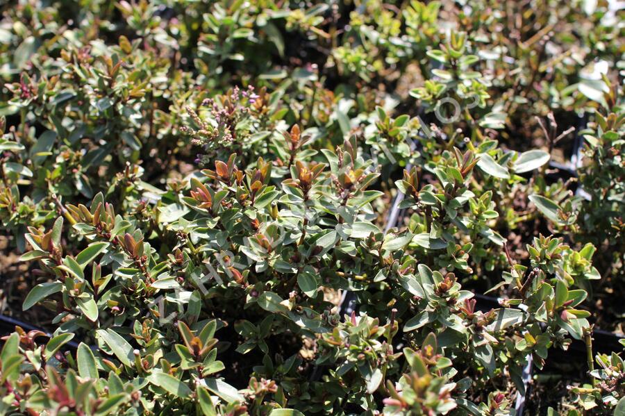 Hebe 'Naughties Dark Blue' - Hebe 'Naughties Dark Blue'