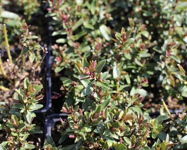 Hebe 'Naughties Dark Blue'