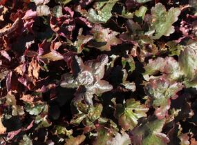 Dlužicha 'Rachel' - Heuchera hybrida 'Rachel'