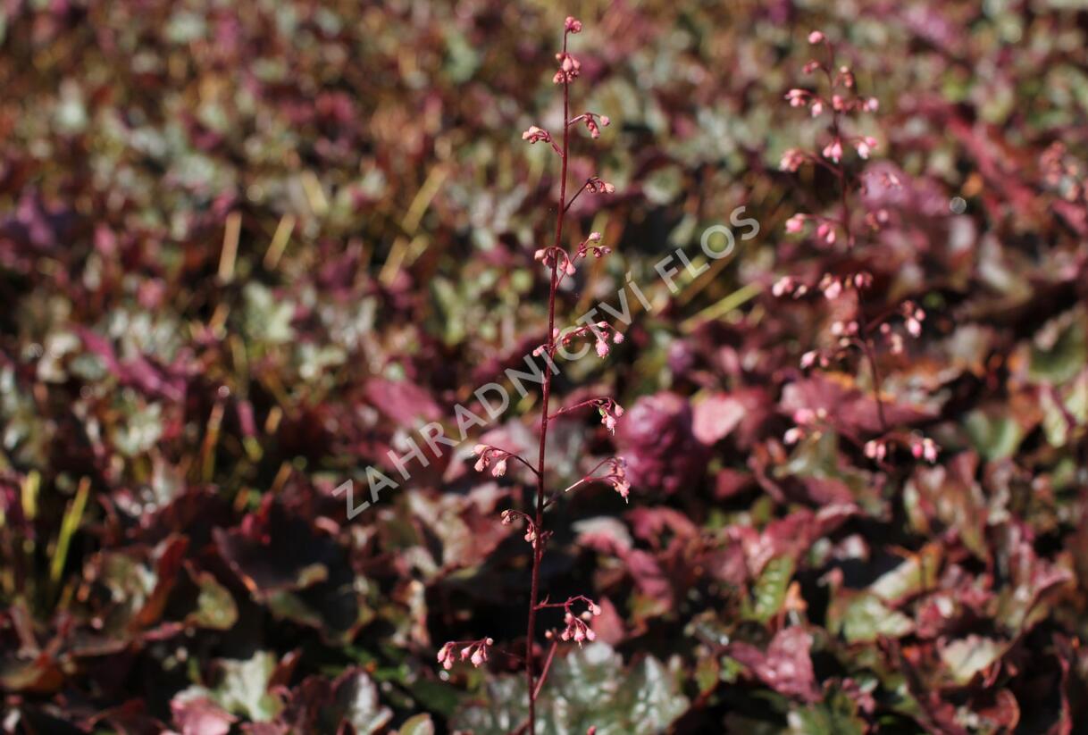 Dlužicha 'Rachel' - Heuchera hybrida 'Rachel'