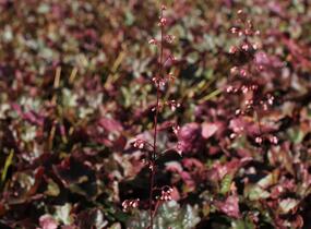 Dlužicha 'Rachel' - Heuchera hybrida 'Rachel'