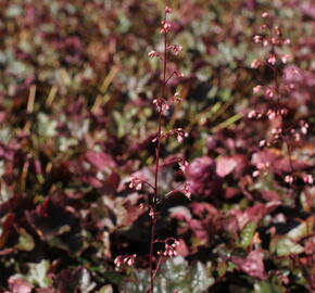 Dlužicha 'Rachel' - Heuchera hybrida 'Rachel'