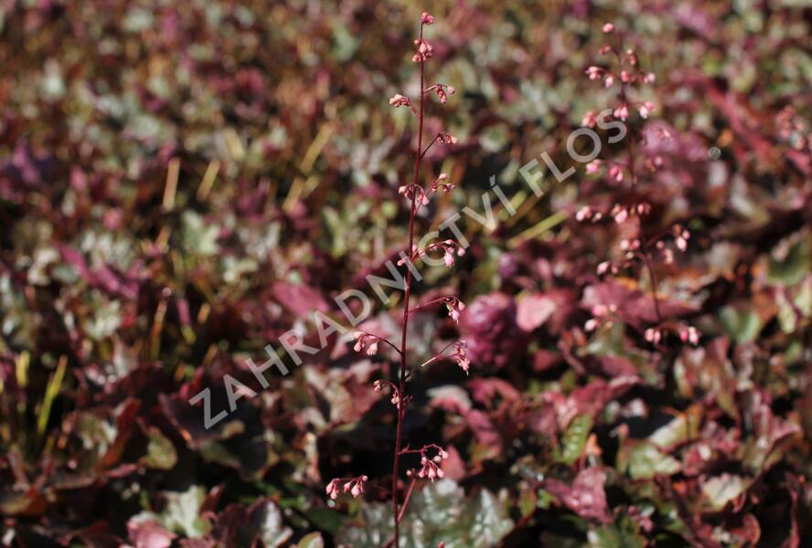 Dlužicha 'Rachel' - Heuchera hybrida 'Rachel'